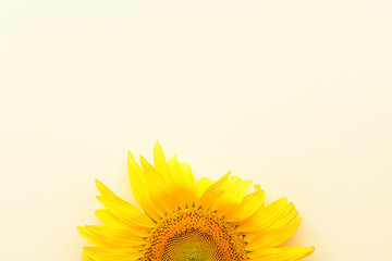 Beautiful sunflower on light background