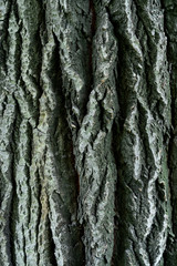 bark of old linden tree. Relief bark is like view high mountains from above. old bark texture
