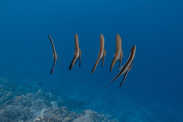 School of bat fish swims in unison in a shallow coral reef system.