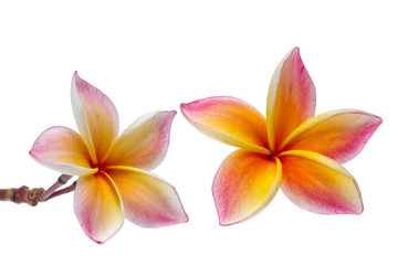 Frangipani, Pumeria, Frangipanni, isolated on white background