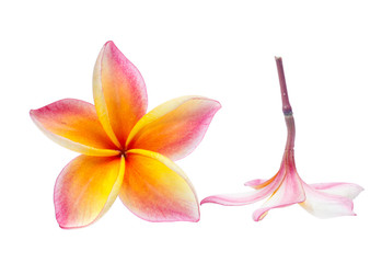 Frangipani, Pumeria, Frangipanni, isolated on white background