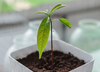 green and small avocado sprout in a pot