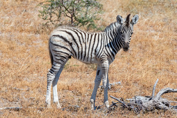 Zebra baby in African forests, Africa