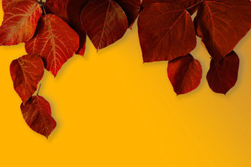 Orange color background with red leaves.  Background material, message board etc. ...