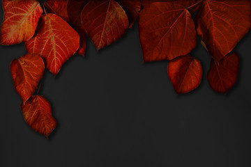 Black background with red leaves.  Background material, message board etc.  赤色の葉と黒色の背景素材。背景素材、メッセージボードなど