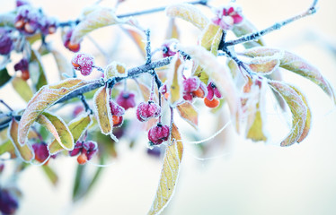 A branch with red berries covered with fluffy snow. Winter is a beautiful view. Very soft selective focus.
