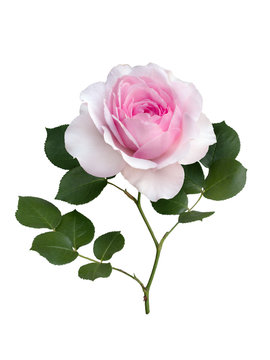 Delicate pink rose with green leaves