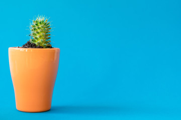 Succulent plant in a clay pot over a blue background