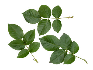 Green rose leaves isolated on white