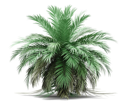 butia palm tree isolated on white background