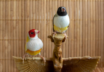 Two Gouldian Finches - yellow red-headed and green black-headed.