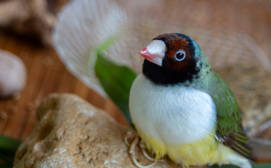 Portrait of a green Gouldian Finch with a red-black head and white breasts, perched on a stone.