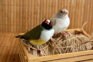 Two different colored Gouldian Finches perched on a small crate with string. On bamboo background.