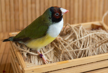 Portrait of а green Gouldian Finch with red-black head and white breasts perched on a small string crate. On bamboo background.