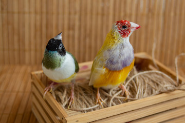 Two different Gouldian Finches that change their feathers, perched on a small crate with string. On bamboo background.