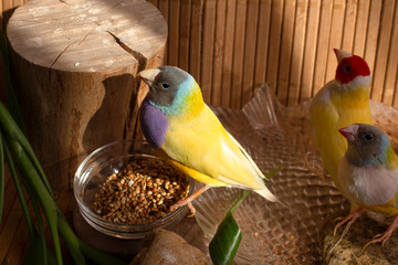 Three Gouldian Finches with a bowl of grain mix and a bathtub with water on a bamboo background.