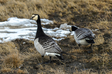 Bernache nonnette, Branta leucopsis, Barnacle Goose, Norvège, Spitzberg, Svalbard