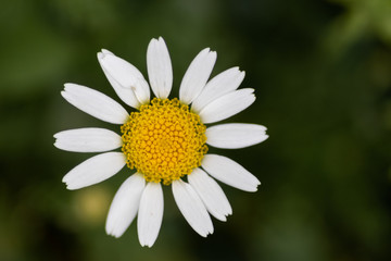 Fototapeta premium Weiße Margeritenblüte mit schönem gelben Pollenkissen lädt Insekten wie Bienen und Hummeln zum Nektarsammeln zur Honigerzeugung ein