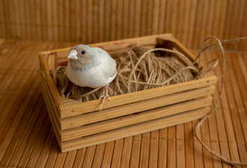 Portrait of a silver Gouldian finch on a small crate of bamboo background.