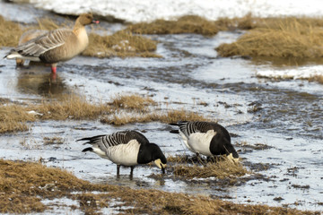 Bernache nonnette, Branta leucopsis, Barnacle Goose, Norvège, Spitzberg, Svalbard