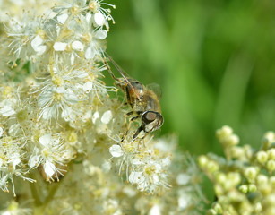 Striped fly close-up eating nectar on small white flowers