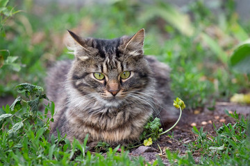 Naklejka na ściany i meble A striped, fluffy cat sits on the grass and looks carefully ahead_