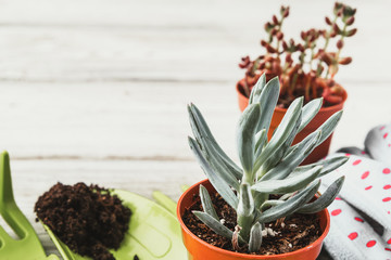 Planting Succulents in Pots with Japanese Soil and shovel