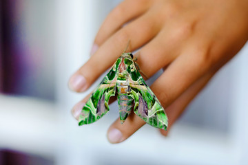 The big green moth sits on a hand