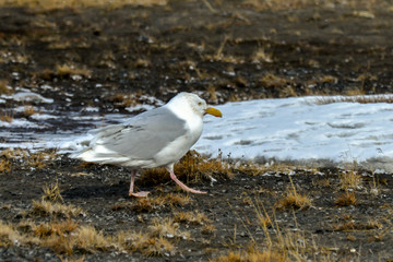 Goéland bourgmestre,.Larus hyperboreus, Glaucous Gull
