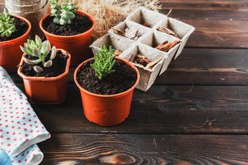  Collection of various house plants, gardening gloves, potting soil and trowel on white wooden background. Potting house plants background.