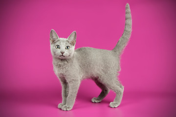 Russian blue cat on colored backgrounds