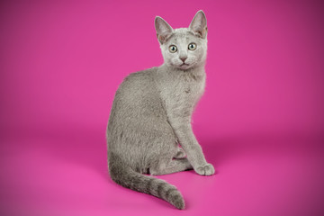 Russian blue cat on colored backgrounds