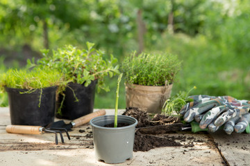 Asparagus seedling, plants in pots and garden tools on the wooden table, green trees background - gardening concept