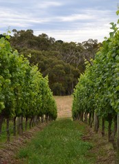 View down the grape vines with eucalypt gum trees in the background at a vineyard and winery on Australia's Mornington Peninsula