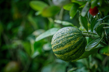 Big malta HD image Green-yellow Malta close-up in the Garden
