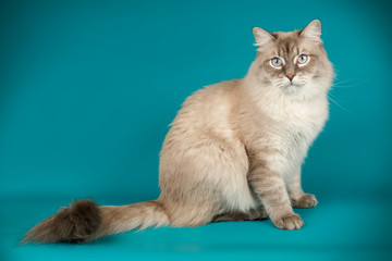 Neva masquerade cat on colored backgrounds