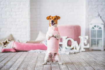 jack russell in pink home