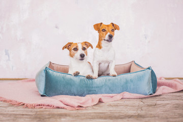 jack russell with furniture