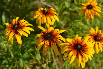 Yellow brown rudbeckia on the background of greenery.