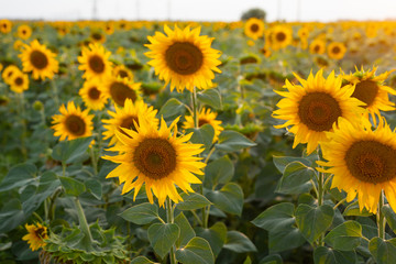 Sunflower field, nature, landscape