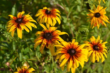 Yellow brown rudbeckia on the background of greenery.