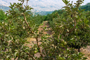 Young apple trees in plantation