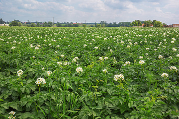 Fototapeta na wymiar Blooming potato plants on a field in Flanders
