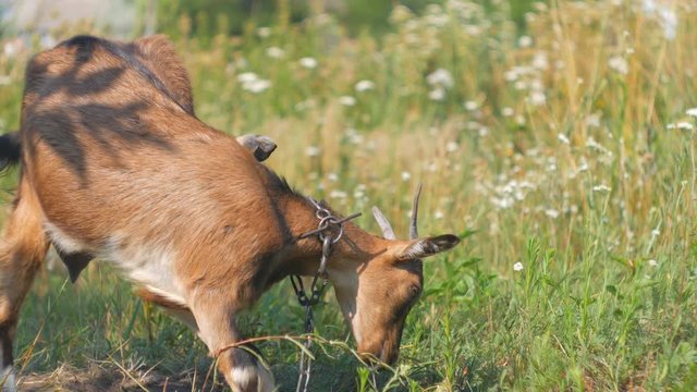 A brown and black female Goat twitching its ears happily while hungrily nibbling and eating green grass.