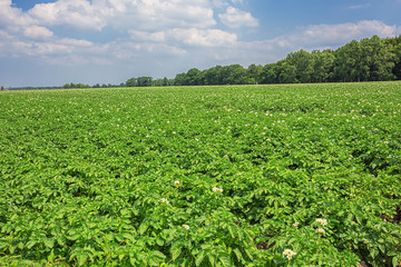 Fototapeta na wymiar Large field of blooming potato plants in Flanders