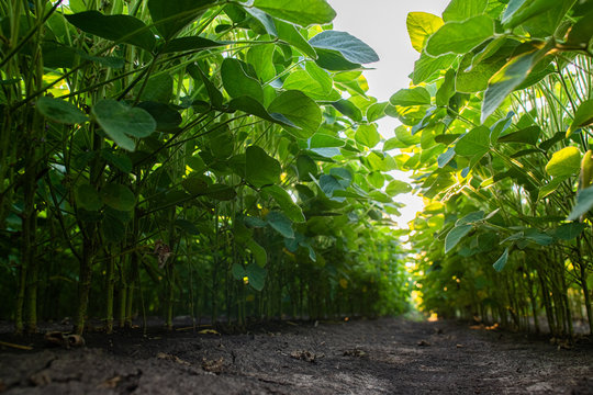 Soybean Field Rows ,close Up.