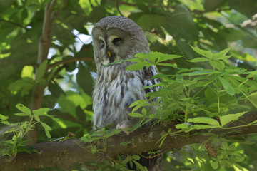 Great Grey Owl sleeping in a tree. Selective focus on the animal.
