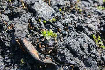 Green plant growing through dry and burnt ground. Ecological disaster. Environment pollution. Survival of the nature.