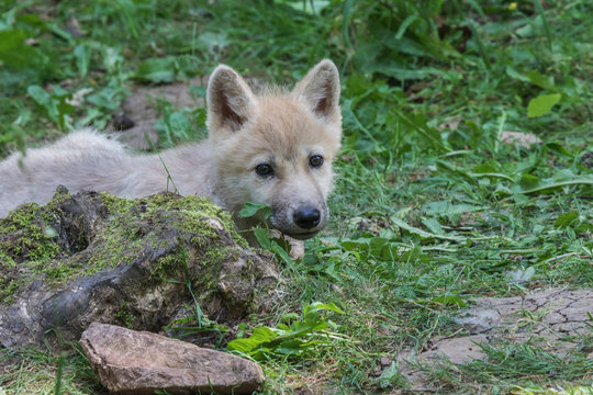 Arctic wolf cub lurking from behind a tree trunk looking attentively around