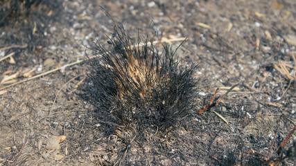 Steppe after fire. Burnings plants. Heat wave in the steppe.